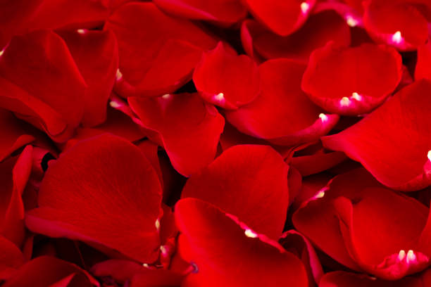 istock A Background of Fresh Red Rose Petals 1093718362