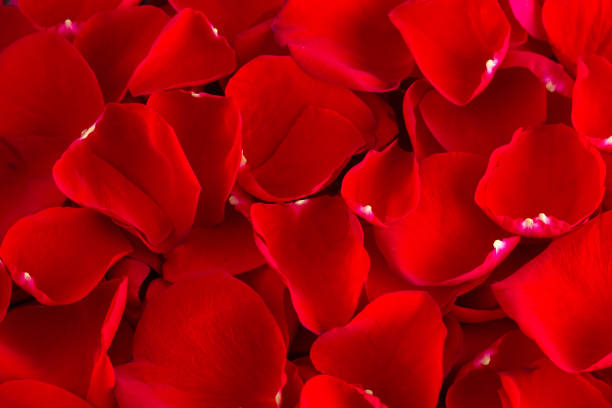 istock A Background of Fresh Red Rose Petals 1093718904