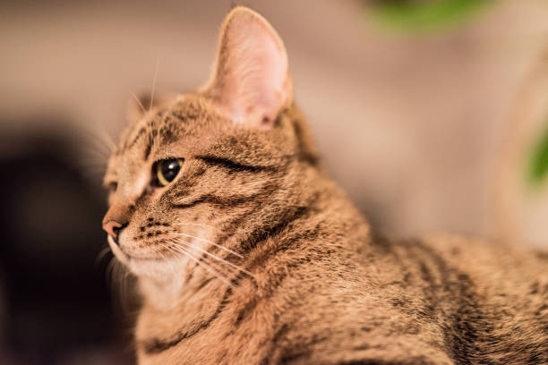 istock Young striped cat laying at home. 1093719570