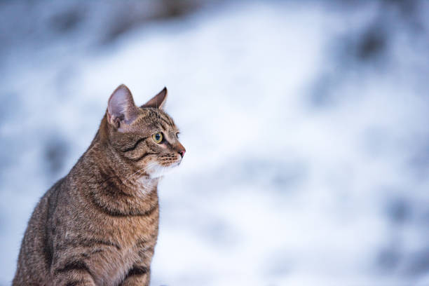 istock Young striped cat on a snowy day in nature. 1093722140