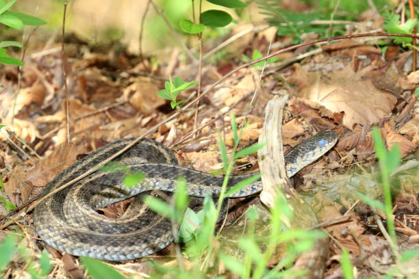 istock Grey Eyed Snake in leaves 1093723130