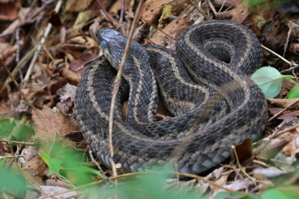 istock Grey Eyed Snake Coiled up from Behind Close Up 1093723204