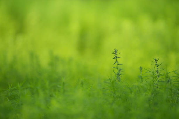 Natural green background texture Kochia. Selective soft focus, blurred background.
