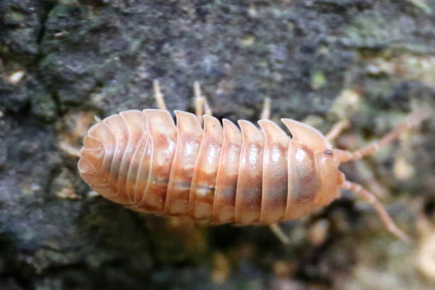 istock Porcellio, woodlouse, sow bug, macro 1093725394