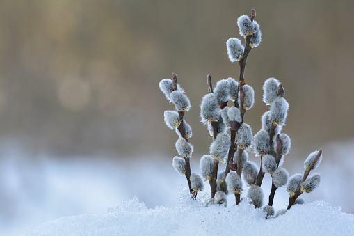 Willow twigs with pussy buds in early spring in snow against grey bokeh background, close up view with copy space, horizontal orientation