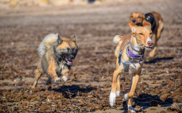 istock dogs chasing each other on the beach 1093726332