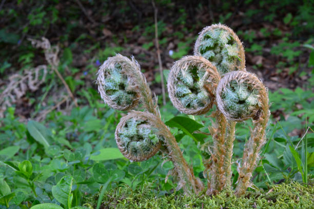 young spring fern burgeons - fern spiral frond green imagens e fotografias de stock