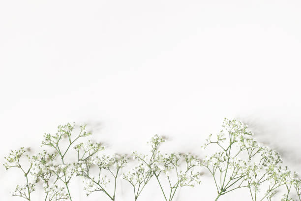 styled stock photo. feminine wedding, birthday composition with baby's breath gypsophila flowers. white table background. empty space. floral frame, web banner. top view. - gypsophila imagens e fotografias de stock