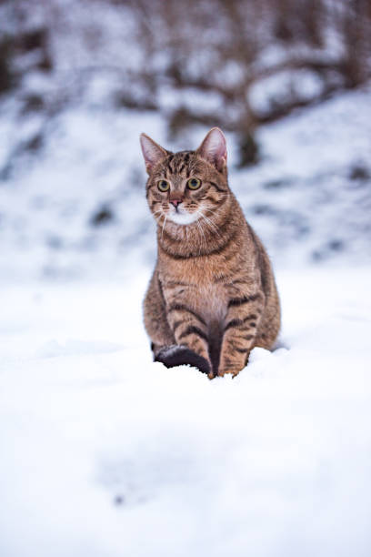 A gray cat sits outside on the road in winter.