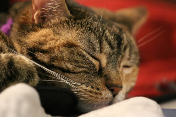 istock Torbie Cat Extreme Close Up Macro Face Sleeping 1093730754