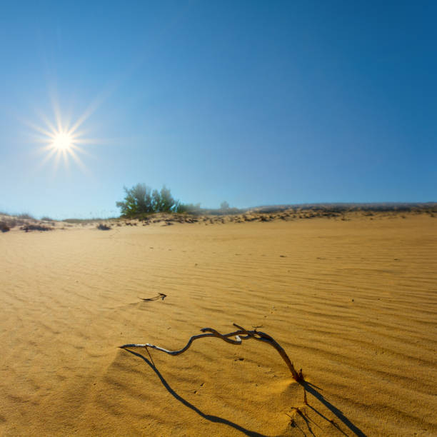 istock dry hot sandy desert under a sparkle sun 1093733328