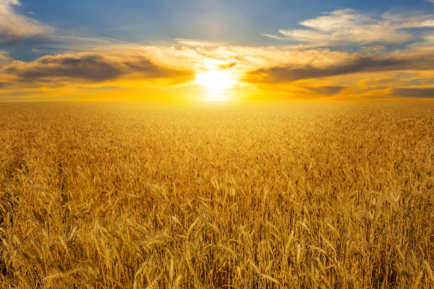 istock summer golden wheat field at the sunset 1093733400