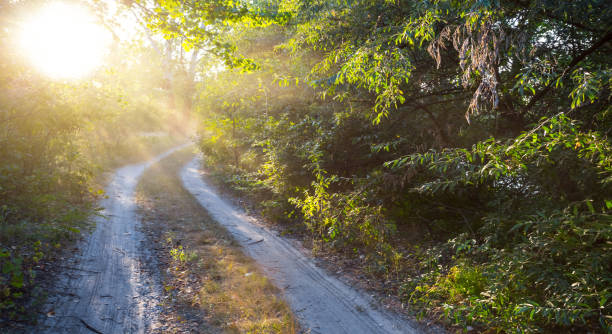 istock ground road through a forest at the sunset 1093733456