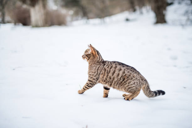 istock Young striped cat on a snowy day in nature. 1093733480