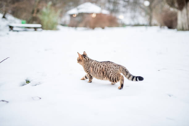 istock Young striped cat on a snowy day in nature. 1093733734