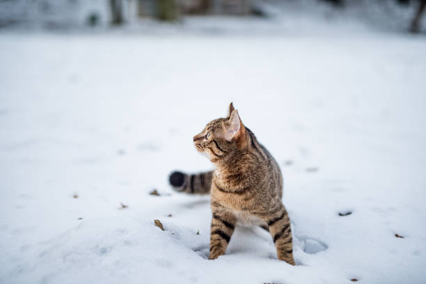 istock Young striped cat on a snowy day in nature. 1093734084