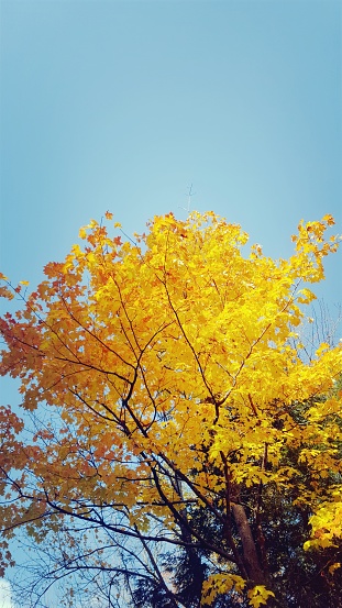 Low-angle view of colorful deciduous foliage in October