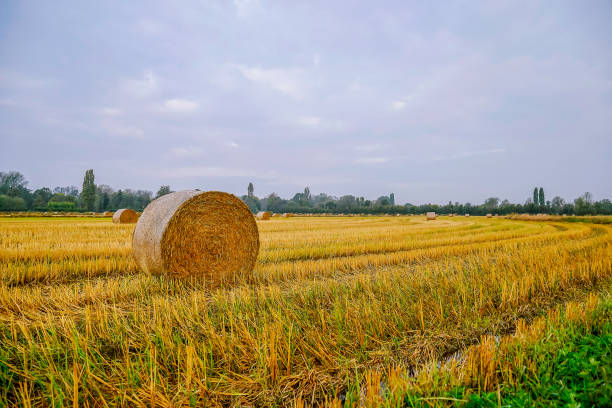 fardos de feno na zona rural de lomellina durante o outono - padan plain - fotografias e filmes do acervo