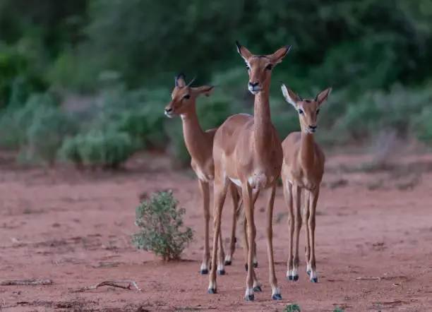 Group of three male antelopes