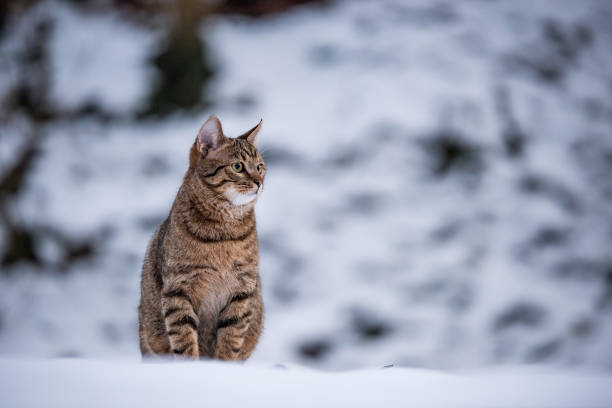 istock Young striped cat on a snowy day in nature. 1093744132