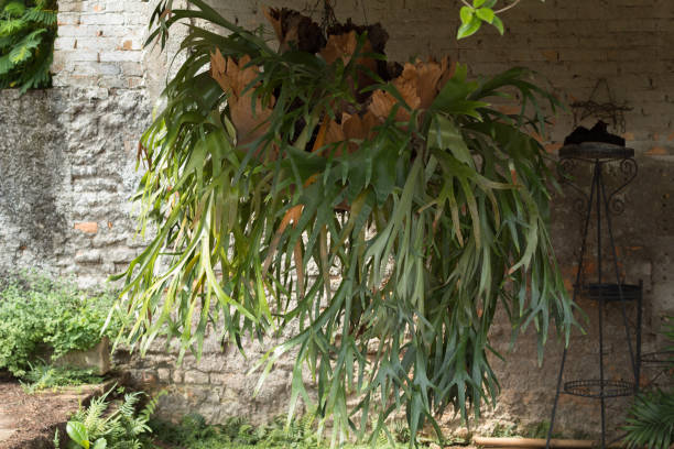 bela staghorn fern (elkhorn samambaia / platycerium espécies) - platycerium superbum - fotografias e filmes do acervo