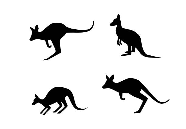 실루엣 스타일, 벡터 아트에서에서 캥거루의 집합 - wallaby stock illustrations