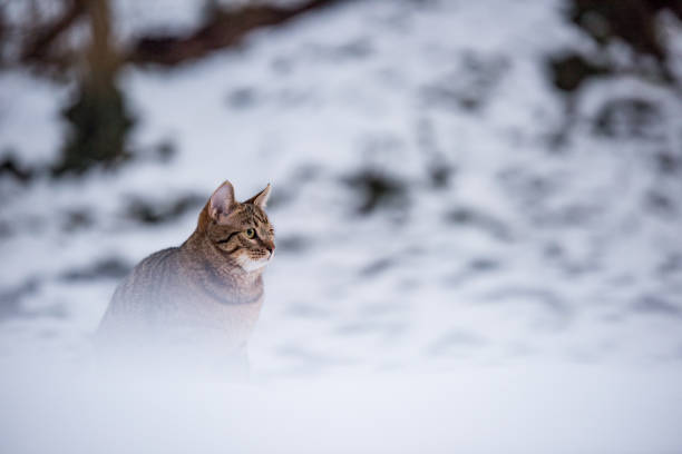 istock Young striped cat on a snowy day in nature. 1093747674