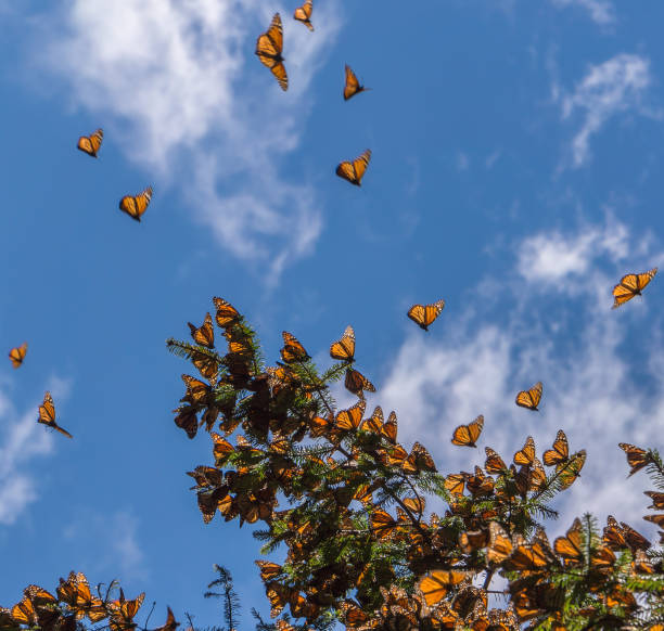 istock Monarch Butterflies on tree branch 1093752670