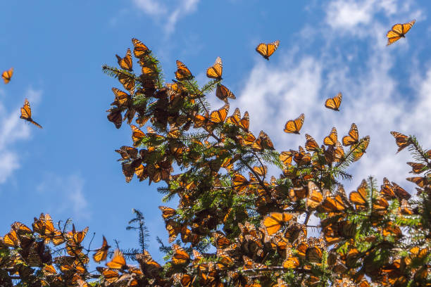 istock Monarch Butterflies on tree branch 1093752672