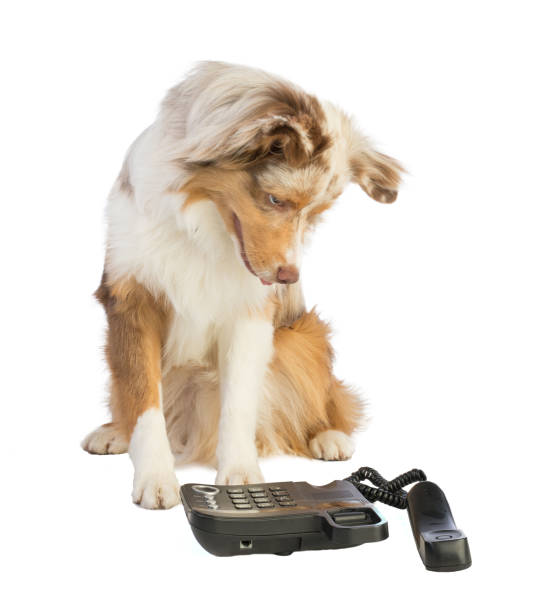 istock american shepherd with phone 1093754842