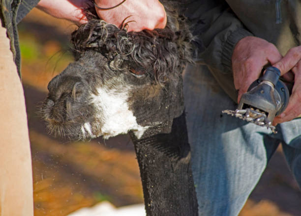 istock A little black Alpaca is getting his summer haircut. 1093755444