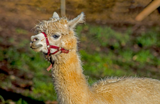 istock A young Alpaca waits in line for a haircut. 1093758132