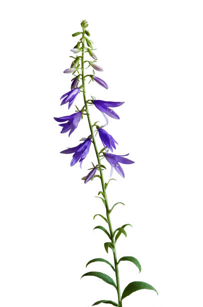 istock Blue bell flower isolated on white background. 1093758412