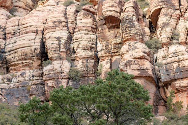 istock Pine Tree with canyon wall at Red Rock Canyon National Conservation Area 1093758764