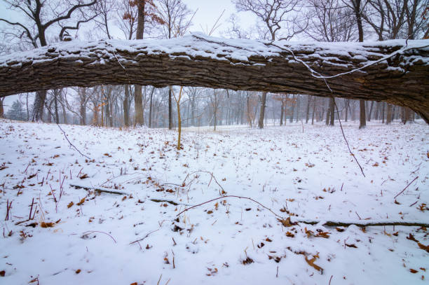 árbol de la cubierta de nieve caída en invierno - lisle fotografías e imágenes de stock