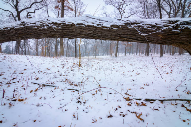 árvore de cobertas de neve caída no inverno - lisle - fotografias e filmes do acervo