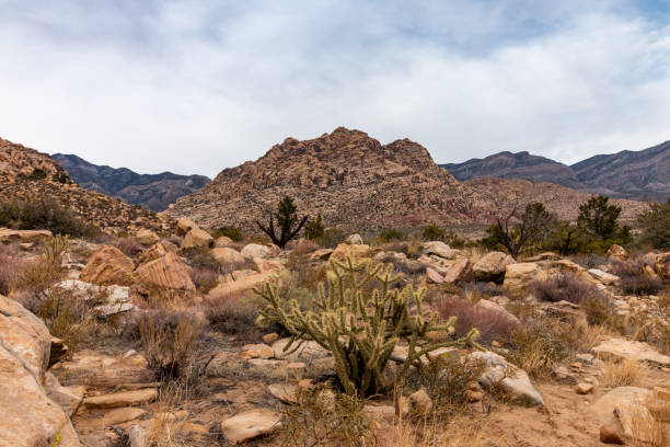 istock Cactus in Red Rock Canyon National Conservation Area 1093760640