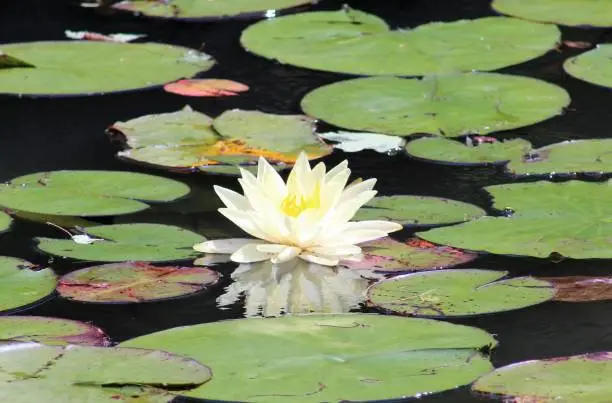 Lilypads on my pond