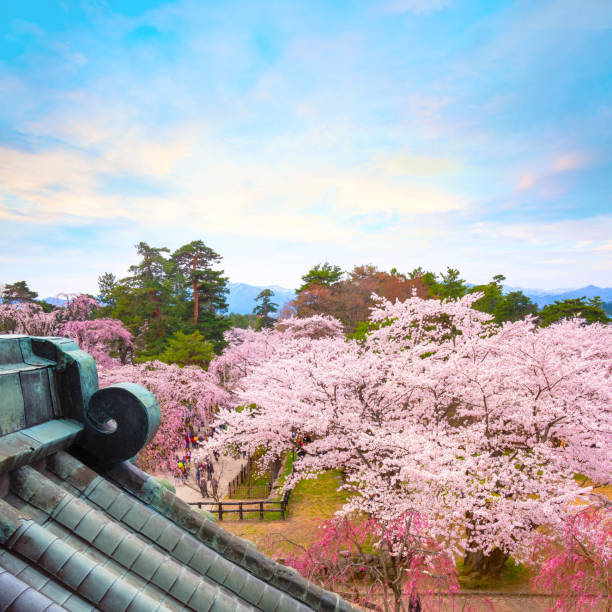 Hirosaki, Japan - April 23 2018: Full bloom Sakura - Cherry Blossom  at Hirosaki park, one of the most beautiful sakura spot in Tohoku region and Japan