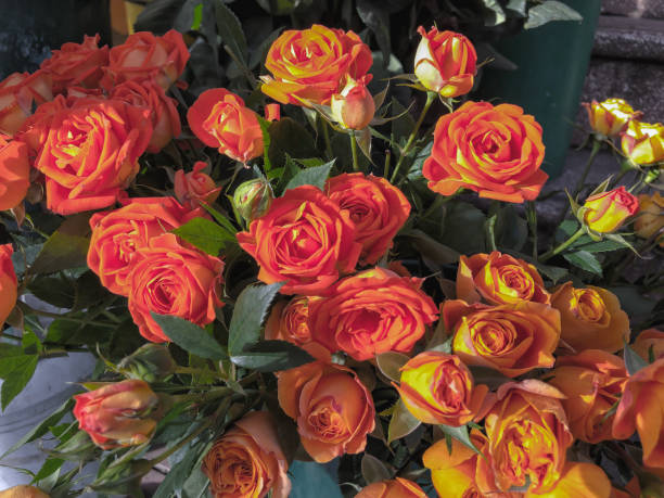 istock Roses, multicolored flowers on a sunny day outside. Close-up shot 1093775666