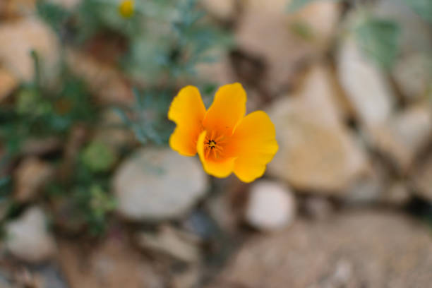 Yellow Flower Isolated Up close