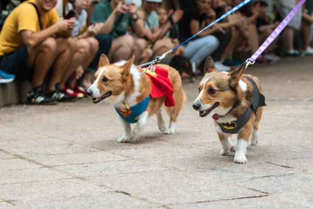 Corgi Dogs Wear Superhero Costumes At Atlanta Doggy Con Event Atlanta, GA, USA - August 18, 2018:  Two corgi dogs, one wearing a superman costume, the other a batman costume, walk at Doggy Con, an event where dogs and their owners wear costumes and are judged for prizes, on August 18, 2018 in Atlanta, GA. superman named work stock pictures, royalty-free photos & images