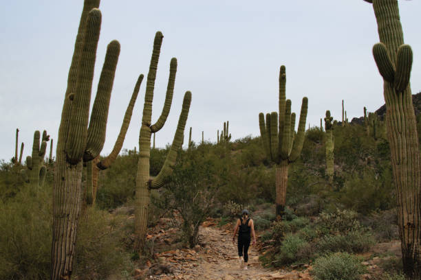 한 등산객을 둘러싼 여러 선인장 - hiking sonoran desert arizona desert 뉴스 사진 이미지