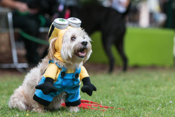cute dog indossa il costume da servitore me spregevole a doggy con - image title foto e immagini stock