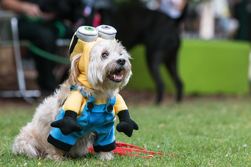 Atlanta, GA, USA - August 18, 2018:  A cute dog wears a minion costume from the movie Despicable Me at Doggy Con, a dog costume contest in Woodruff Park on August 18, 2018 in Atlanta, GA.