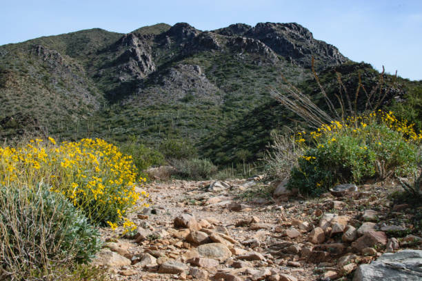 istock Desert Mountain Trail With Flowers In the Foreground 1093779640