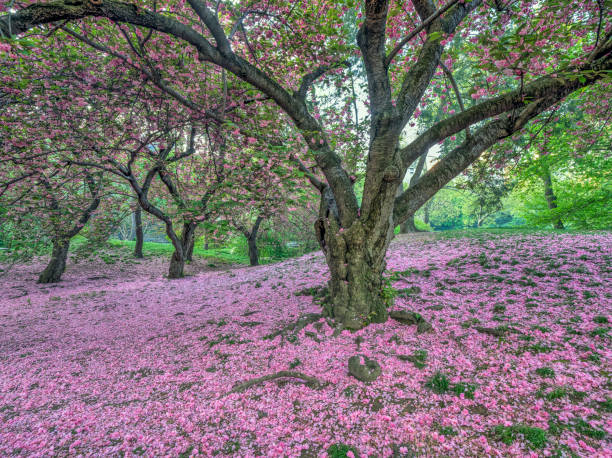 istock Central Park, New York City in spring 1093784226