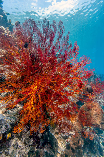 istock Coral garden underwater Bali 1093784404