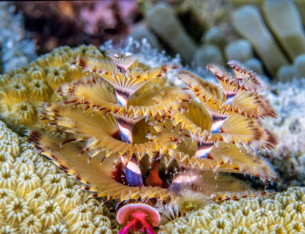 istock Spirobranchus giganteus, commonly known as Christmas tree worms 1093784452
