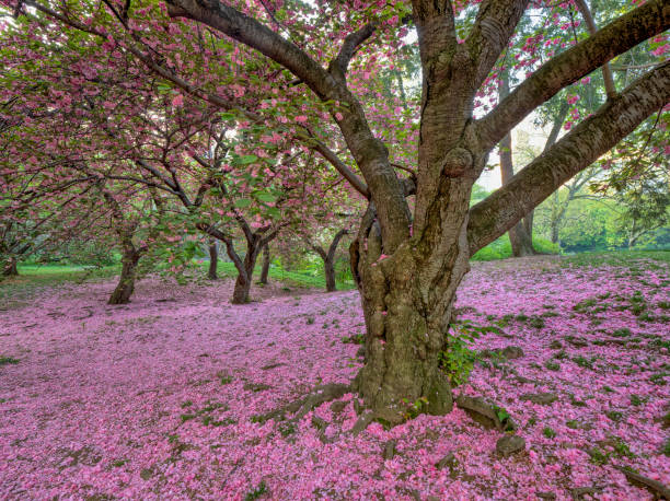 istock Central Park, New York City in spring 1093784564